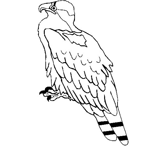 Malvorlage: Adler (Tiere) #373 - Kostenlose Malvorlagen zum Ausdrucken