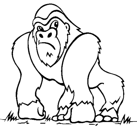 Malvorlage: Affe (Tiere) #14163 - Kostenlose Malvorlagen zum Ausdrucken