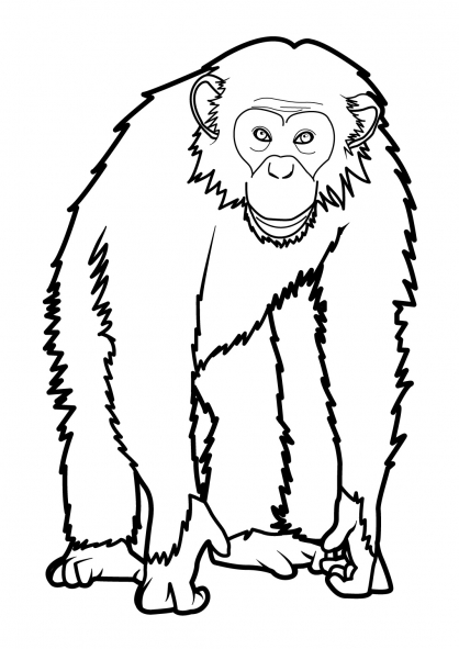 Malvorlage: Affe (Tiere) #14220 - Kostenlose Malvorlagen zum Ausdrucken