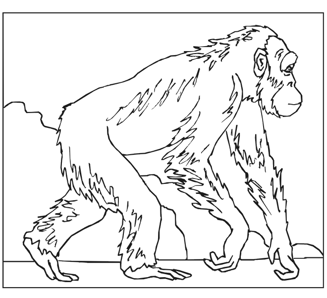 Malvorlage: Affe (Tiere) #14227 - Kostenlose Malvorlagen zum Ausdrucken