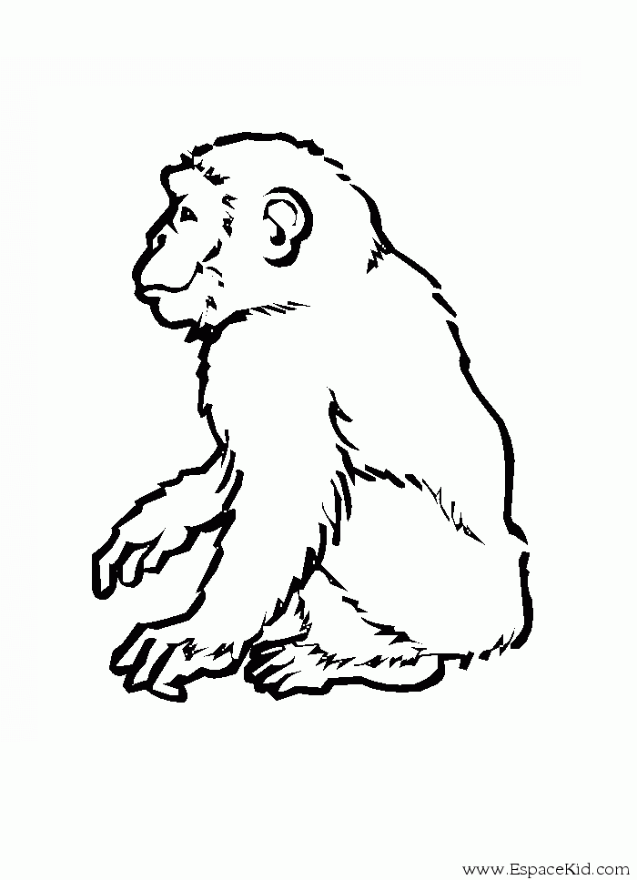 Malvorlage: Affe (Tiere) #14295 - Kostenlose Malvorlagen zum Ausdrucken