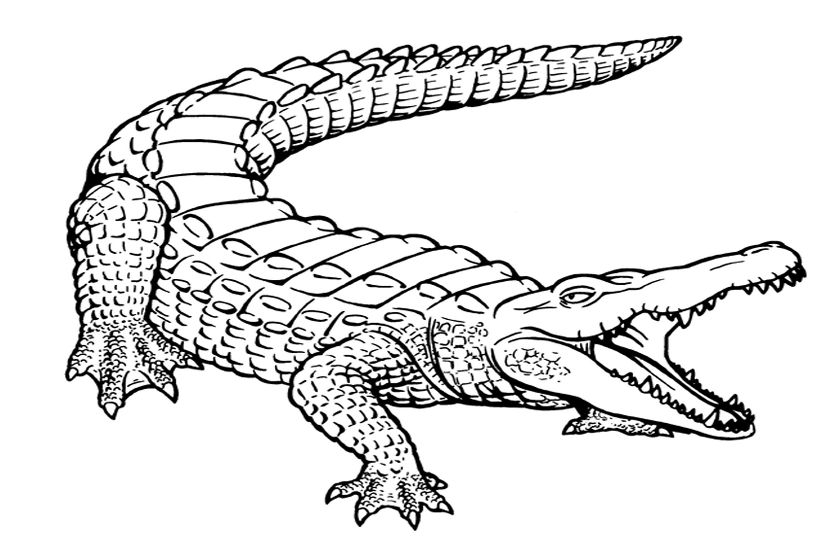 Malvorlage: Alligator (Tiere) #375 - Kostenlose Malvorlagen zum Ausdrucken