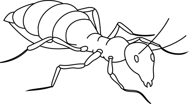 Malvorlage: Ameise (Tiere) #6918 - Kostenlose Malvorlagen zum Ausdrucken