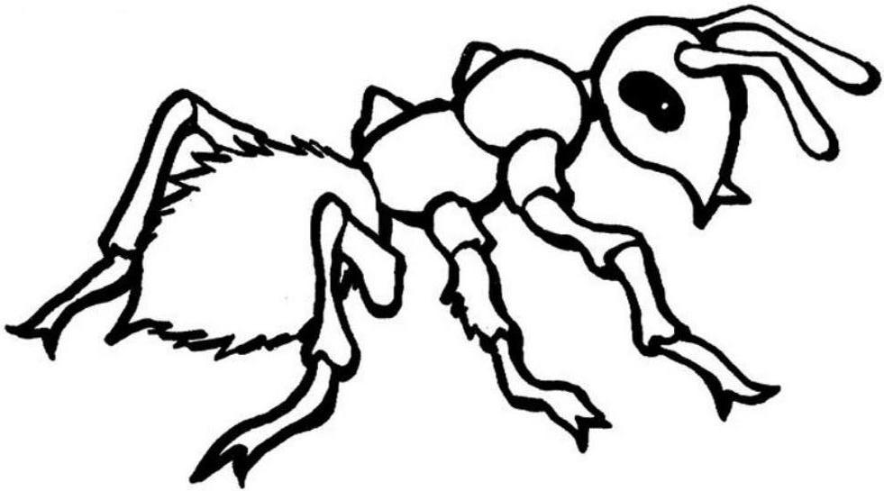 Malvorlage: Ameise (Tiere) #7085 - Kostenlose Malvorlagen zum Ausdrucken