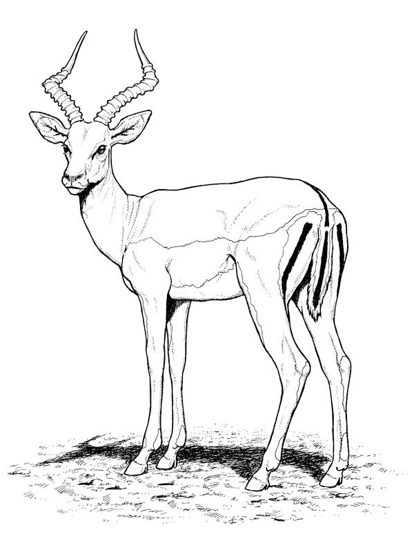 Malvorlage: Antilope (Tiere) #22580 - Kostenlose Malvorlagen zum Ausdrucken
