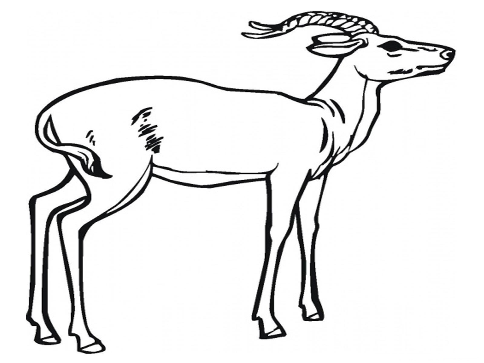 Malvorlage: Antilope (Tiere) #22582 - Kostenlose Malvorlagen zum Ausdrucken