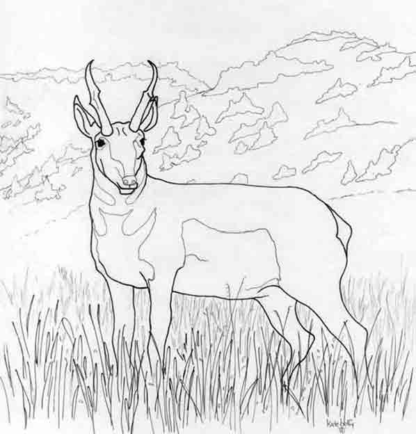 Malvorlage: Antilope (Tiere) #22586 - Kostenlose Malvorlagen zum Ausdrucken