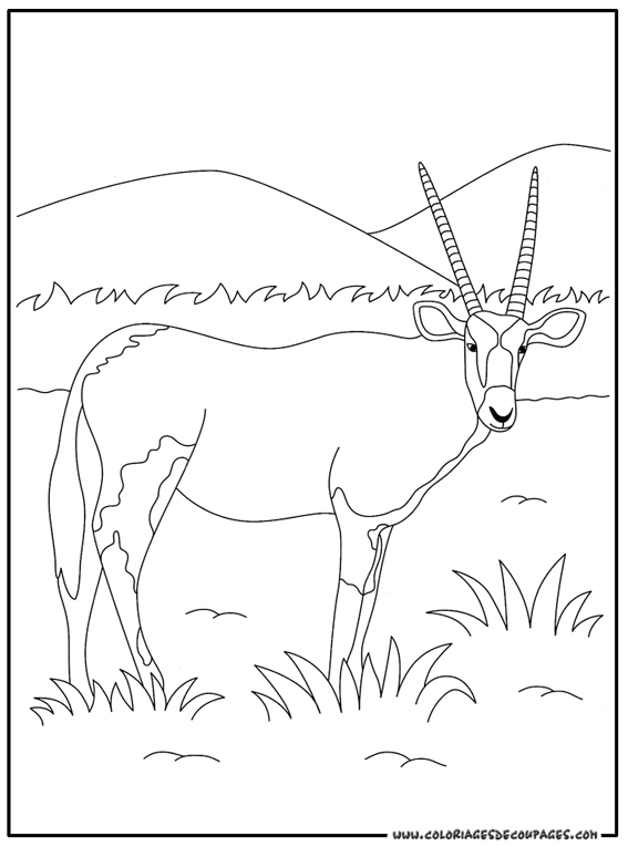 Malvorlage: Antilope (Tiere) #22587 - Kostenlose Malvorlagen zum Ausdrucken
