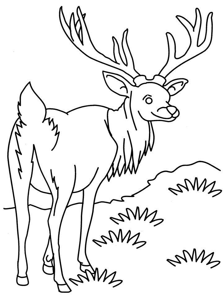 Malvorlage: Antilope (Tiere) #22603 - Kostenlose Malvorlagen zum Ausdrucken