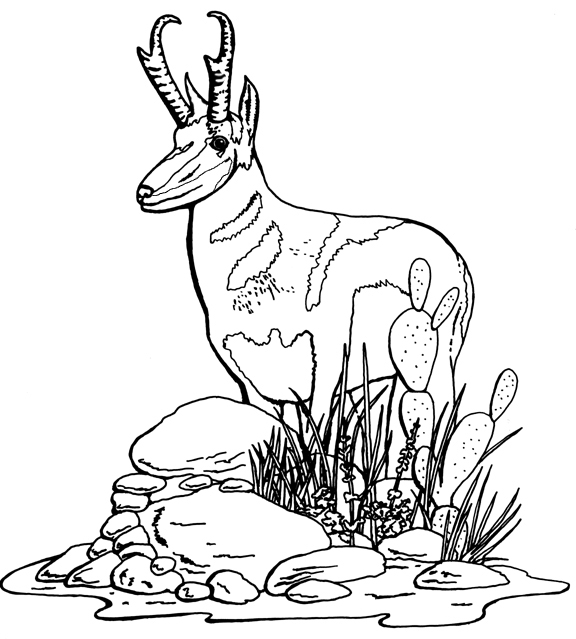 Malvorlage: Antilope (Tiere) #22606 - Kostenlose Malvorlagen zum Ausdrucken