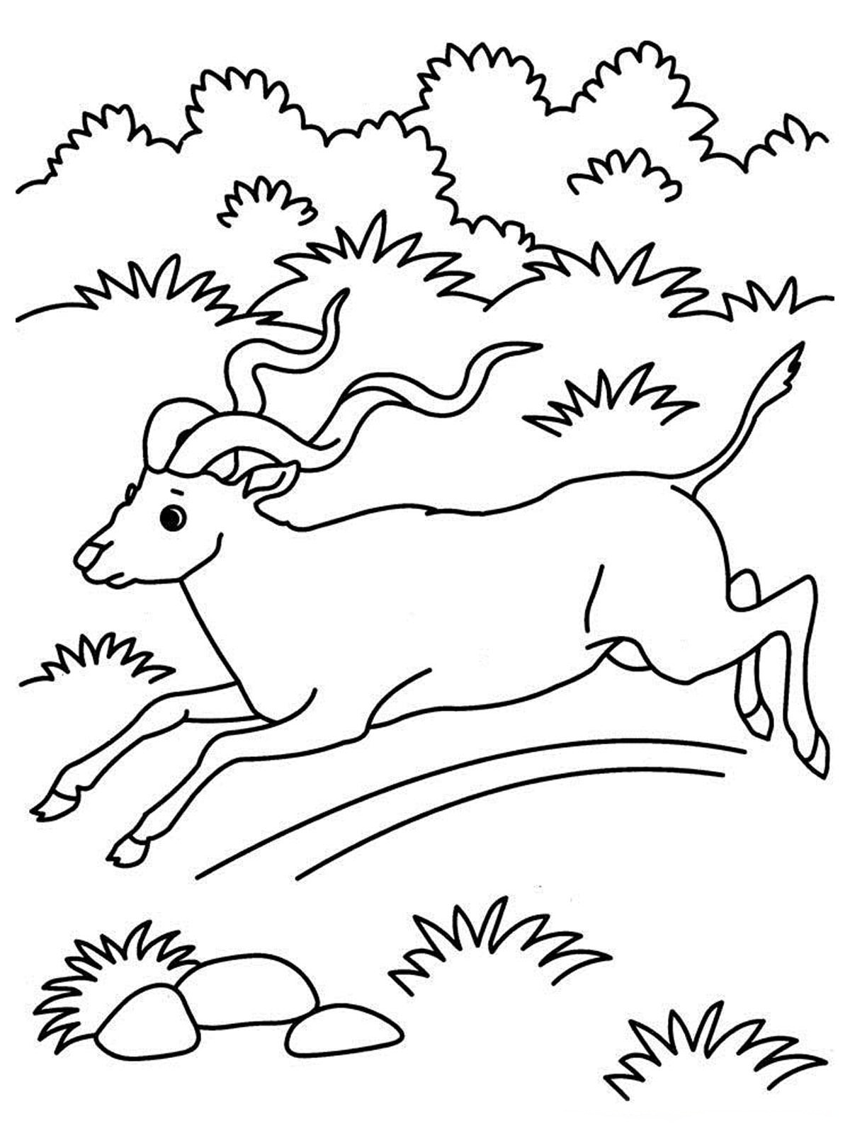 Malvorlage: Antilope (Tiere) #22607 - Kostenlose Malvorlagen zum Ausdrucken