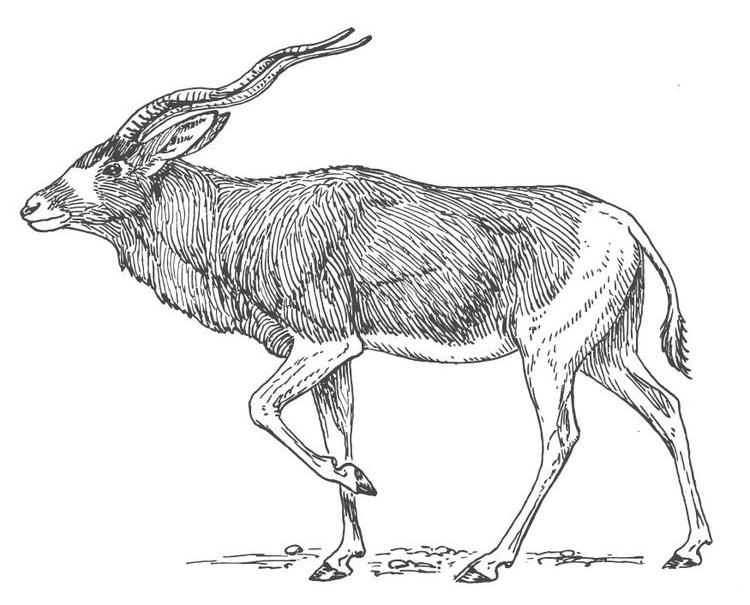 Malvorlage: Antilope (Tiere) #22609 - Kostenlose Malvorlagen zum Ausdrucken