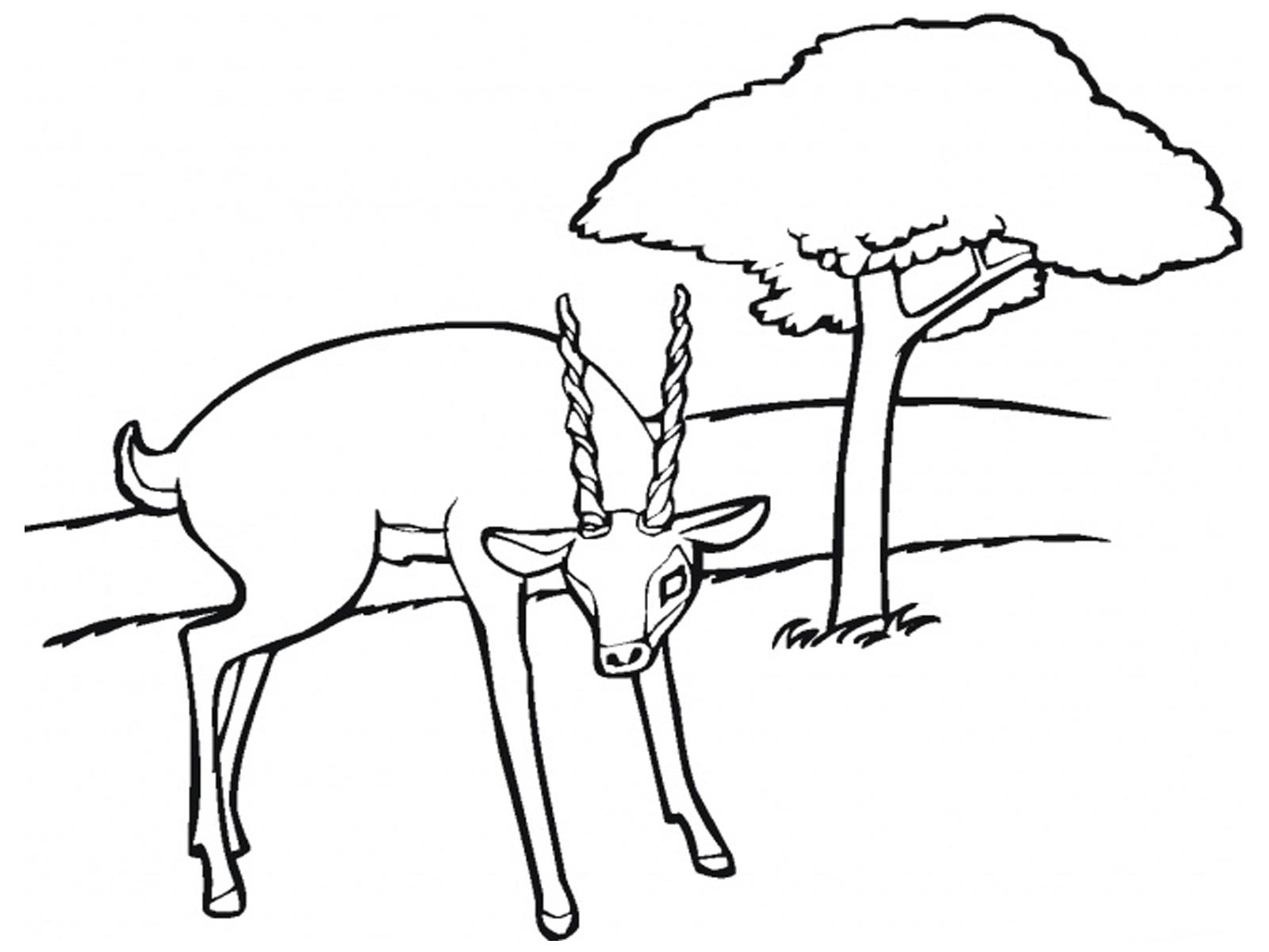 Malvorlage: Antilope (Tiere) #22611 - Kostenlose Malvorlagen zum Ausdrucken