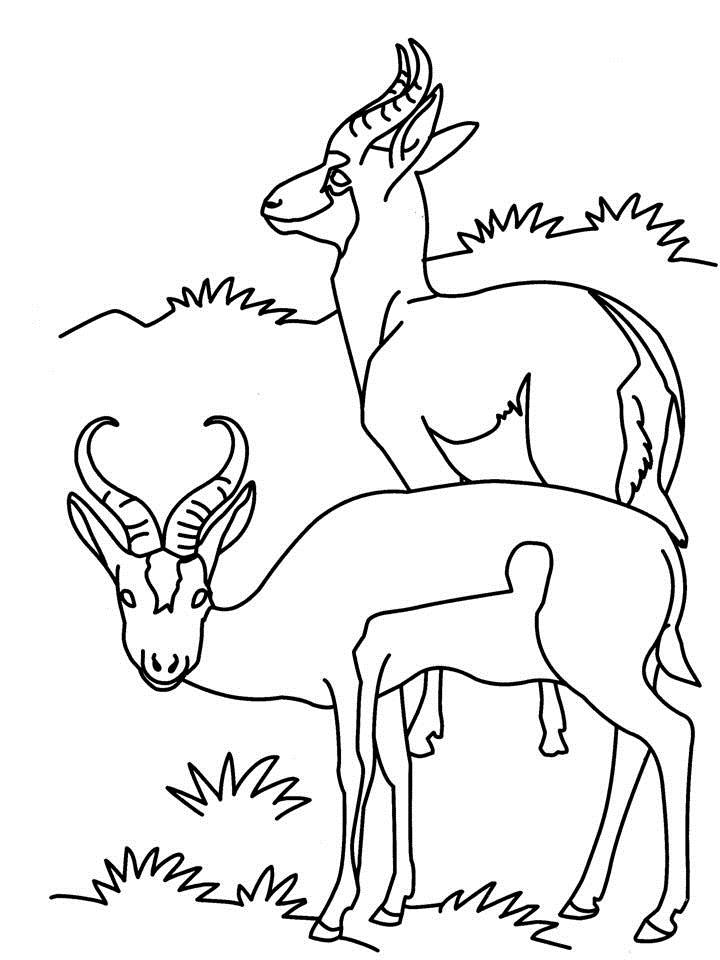 Malvorlage: Antilope (Tiere) #22613 - Kostenlose Malvorlagen zum Ausdrucken