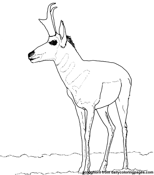 Malvorlage: Antilope (Tiere) #22621 - Kostenlose Malvorlagen zum Ausdrucken