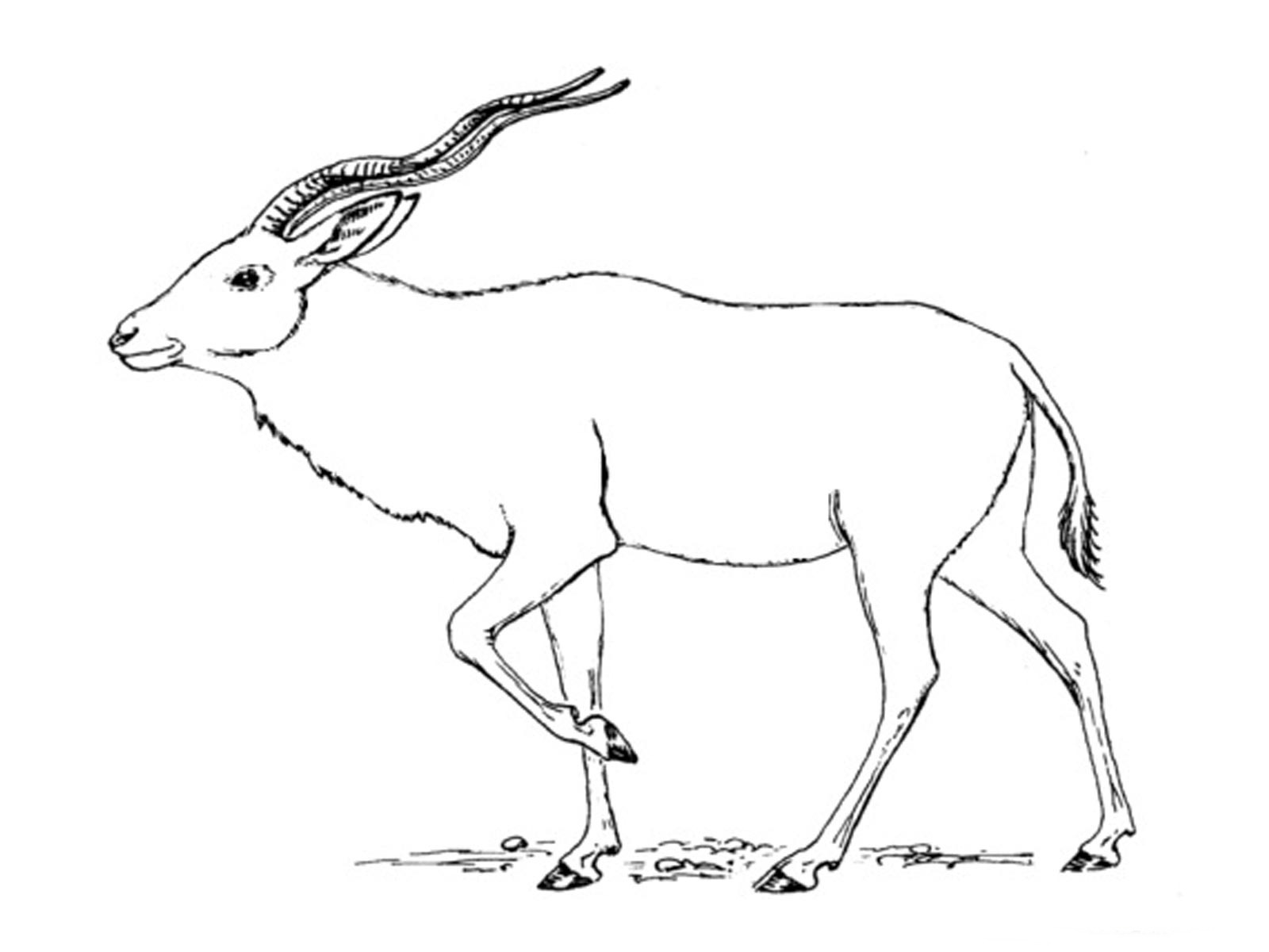 Malvorlage: Antilope (Tiere) #22623 - Kostenlose Malvorlagen zum Ausdrucken