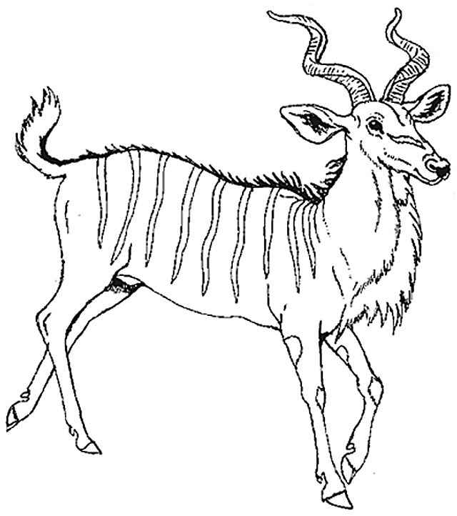 Malvorlage: Antilope (Tiere) #22645 - Kostenlose Malvorlagen zum Ausdrucken