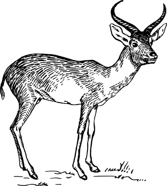 Malvorlage: Antilope (Tiere) #22648 - Kostenlose Malvorlagen zum Ausdrucken