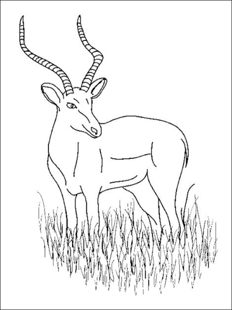 Malvorlage: Antilope (Tiere) #22672 - Kostenlose Malvorlagen zum Ausdrucken