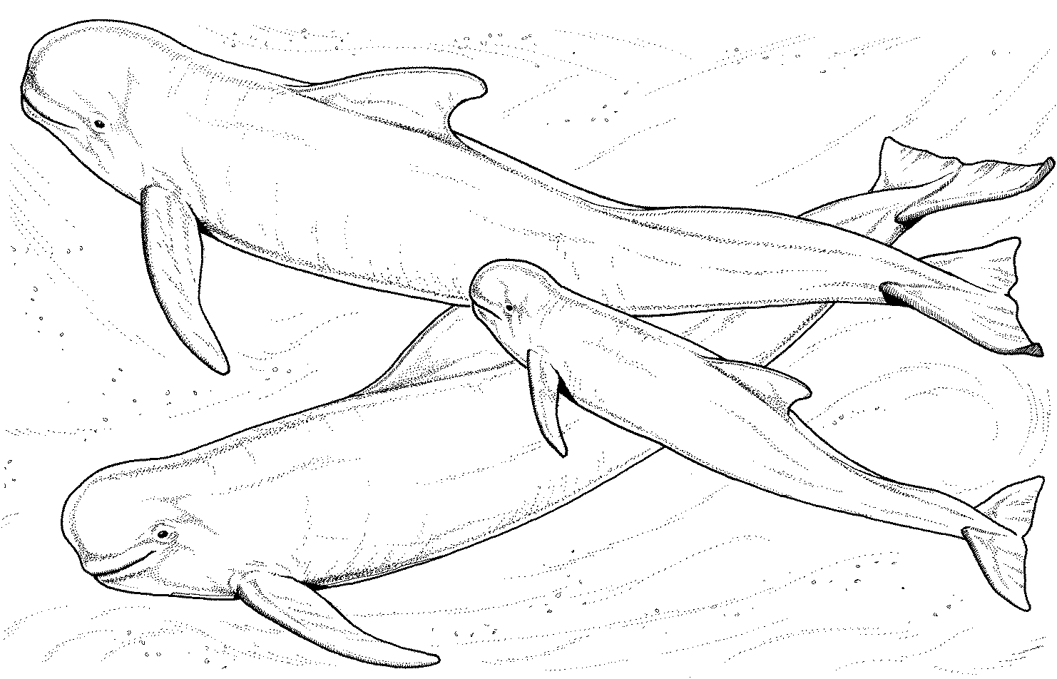 Malvorlage: Beluga (Tiere) #1044 - Kostenlose Malvorlagen zum Ausdrucken