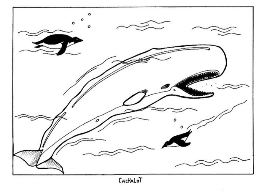 Malvorlage: Beluga (Tiere) #1046 - Kostenlose Malvorlagen zum Ausdrucken