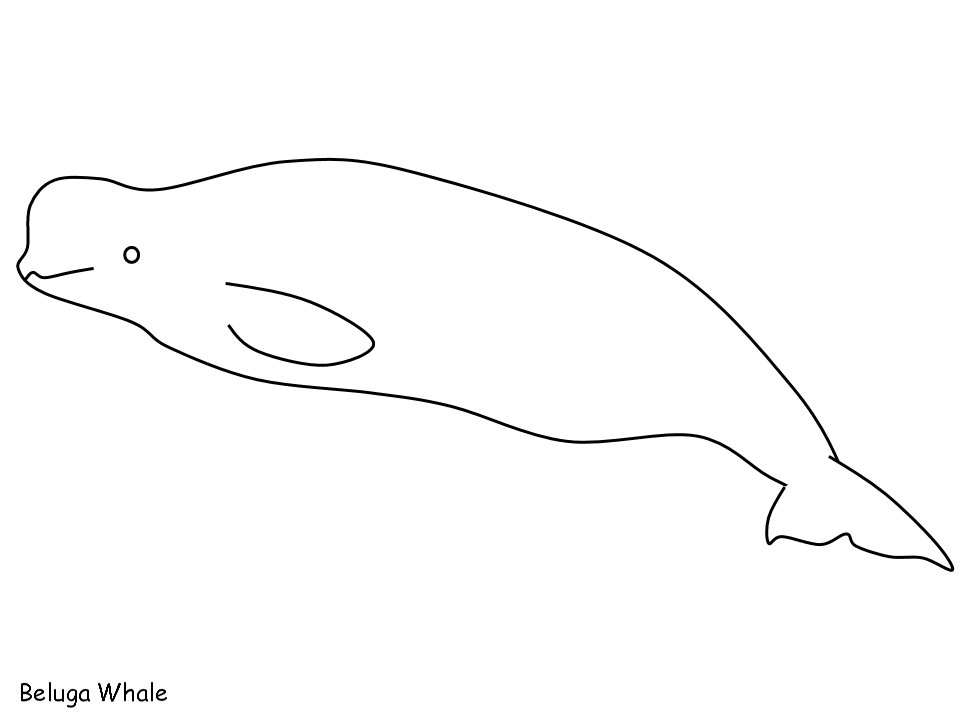 Malvorlage: Beluga (Tiere) #1067 - Kostenlose Malvorlagen zum Ausdrucken