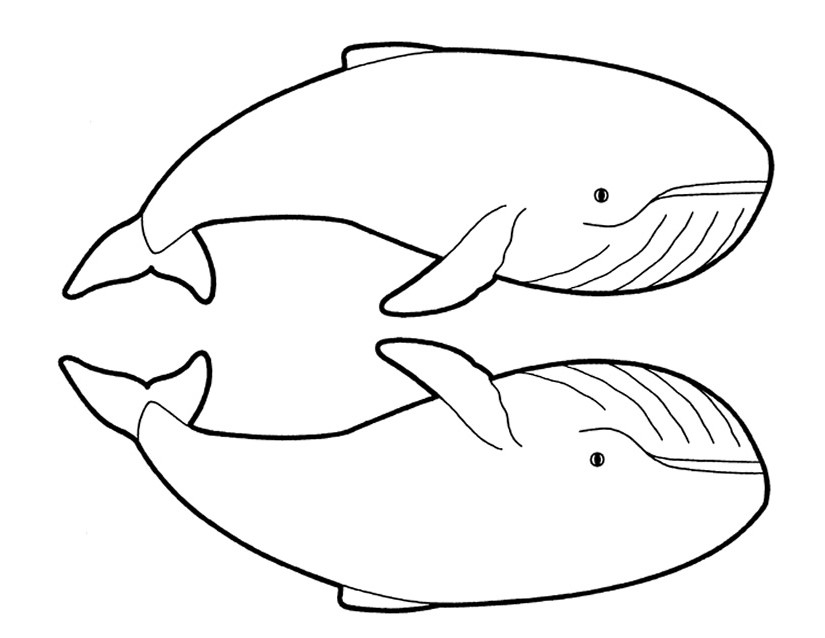 Malvorlage: Beluga (Tiere) #1076 - Kostenlose Malvorlagen zum Ausdrucken