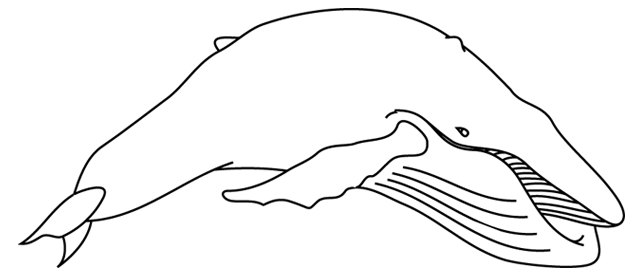 Malvorlage: Beluga (Tiere) #1086 - Kostenlose Malvorlagen zum Ausdrucken