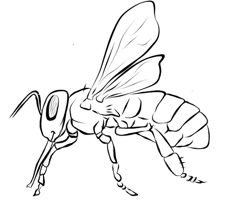 Malvorlage: Biene (Tiere) #125 - Kostenlose Malvorlagen zum Ausdrucken