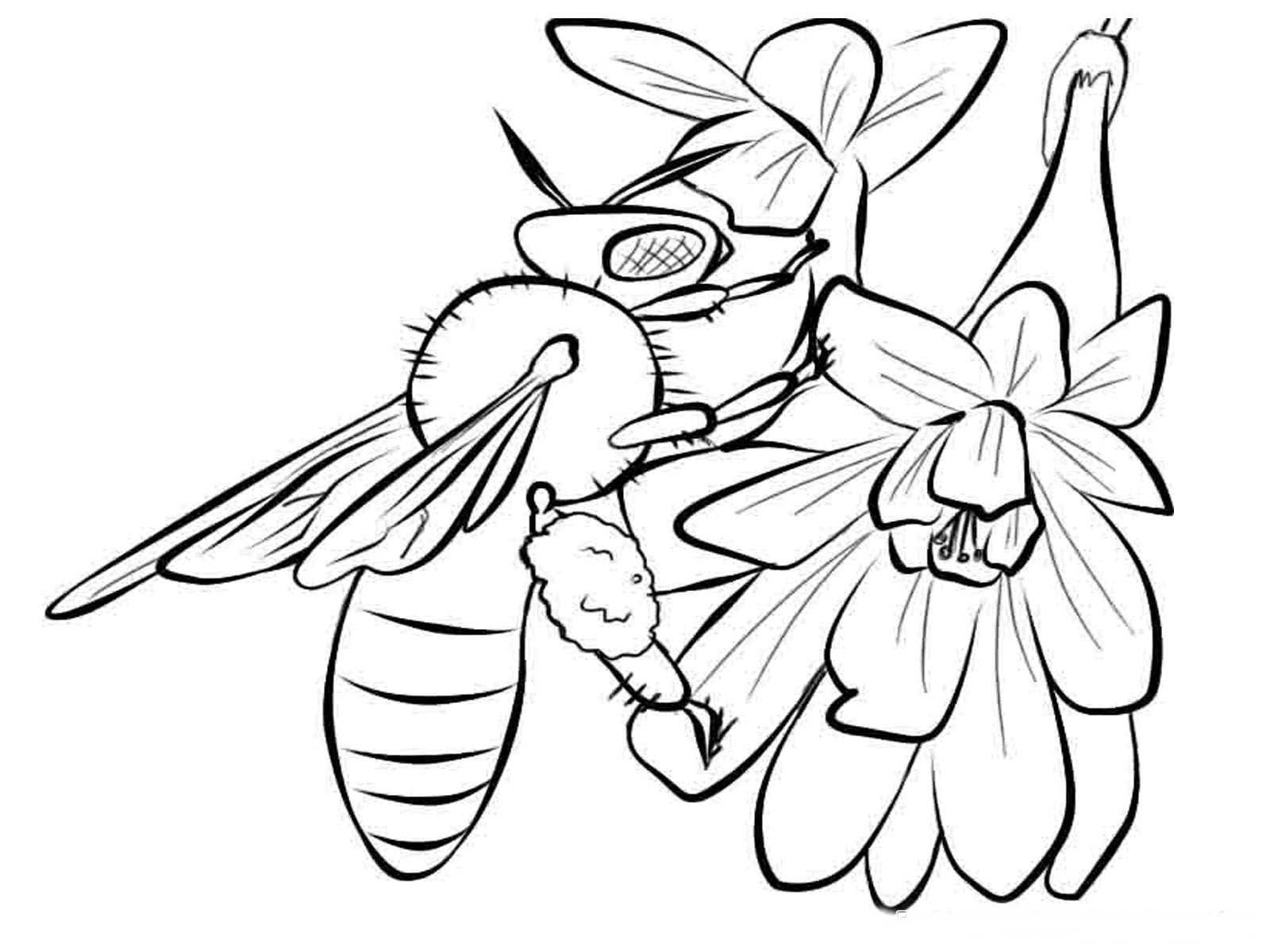 Malvorlage: Biene (Tiere) #138 - Kostenlose Malvorlagen zum Ausdrucken