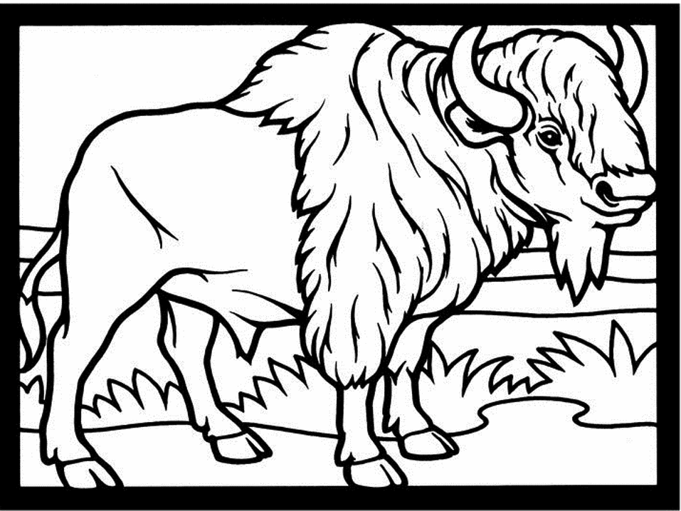 Malvorlage: Bison (Tiere) #1191 - Kostenlose Malvorlagen zum Ausdrucken