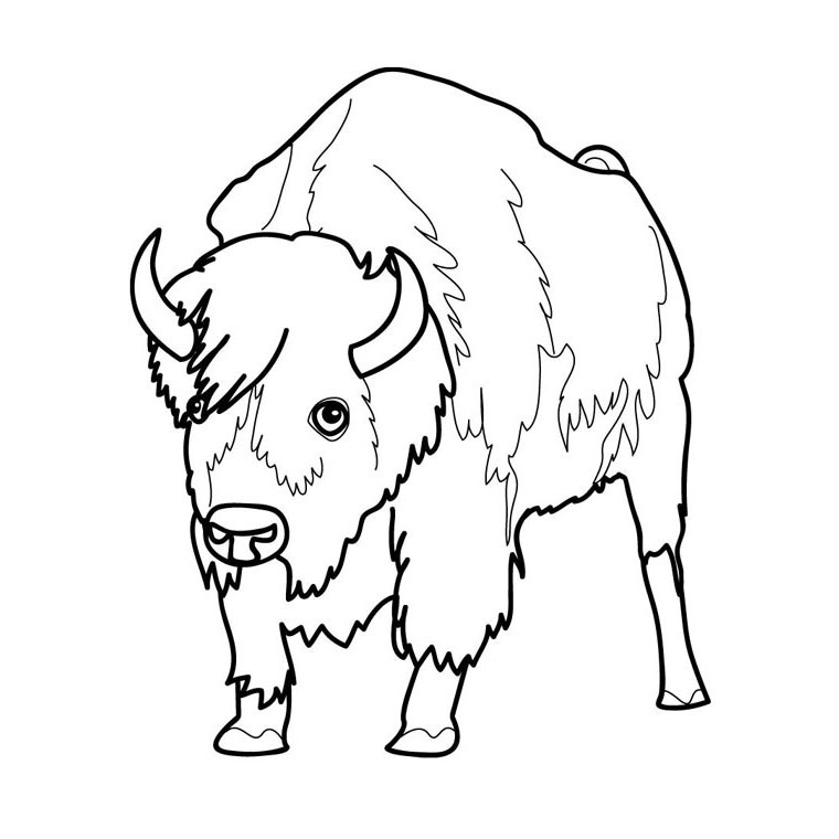 Malvorlage: Bison (Tiere) #1192 - Kostenlose Malvorlagen zum Ausdrucken
