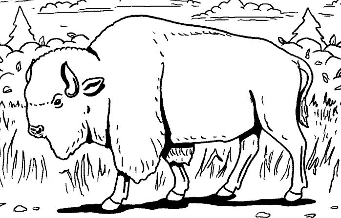 Malvorlage: Bison (Tiere) #1193 - Kostenlose Malvorlagen zum Ausdrucken