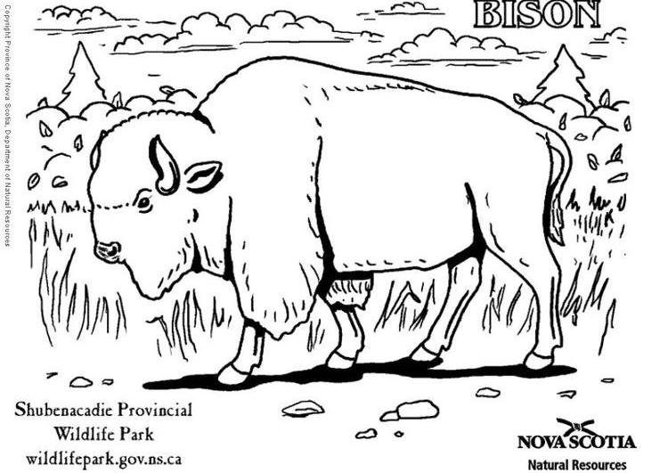 Malvorlage: Bison (Tiere) #1202 - Kostenlose Malvorlagen zum Ausdrucken