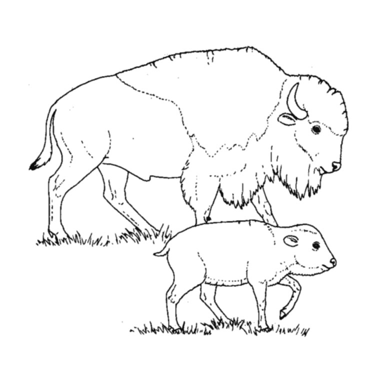 Malvorlage: Bison (Tiere) #1205 - Kostenlose Malvorlagen zum Ausdrucken