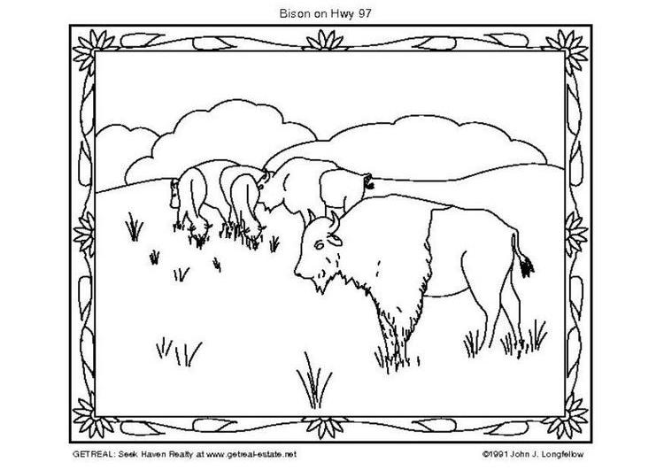 Malvorlage: Bison (Tiere) #1207 - Kostenlose Malvorlagen zum Ausdrucken