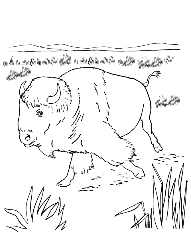 Malvorlage: Bison (Tiere) #1226 - Kostenlose Malvorlagen zum Ausdrucken