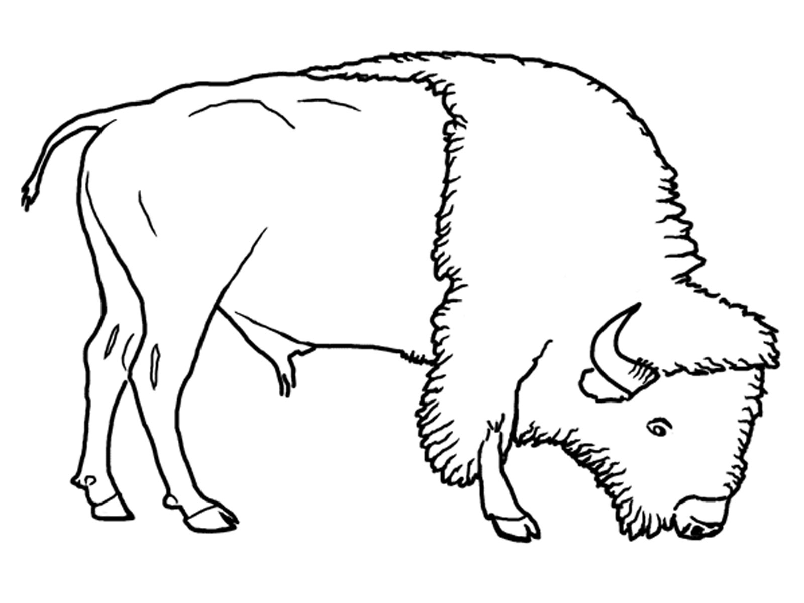 Malvorlage: Bison (Tiere) #1282 - Kostenlose Malvorlagen zum Ausdrucken