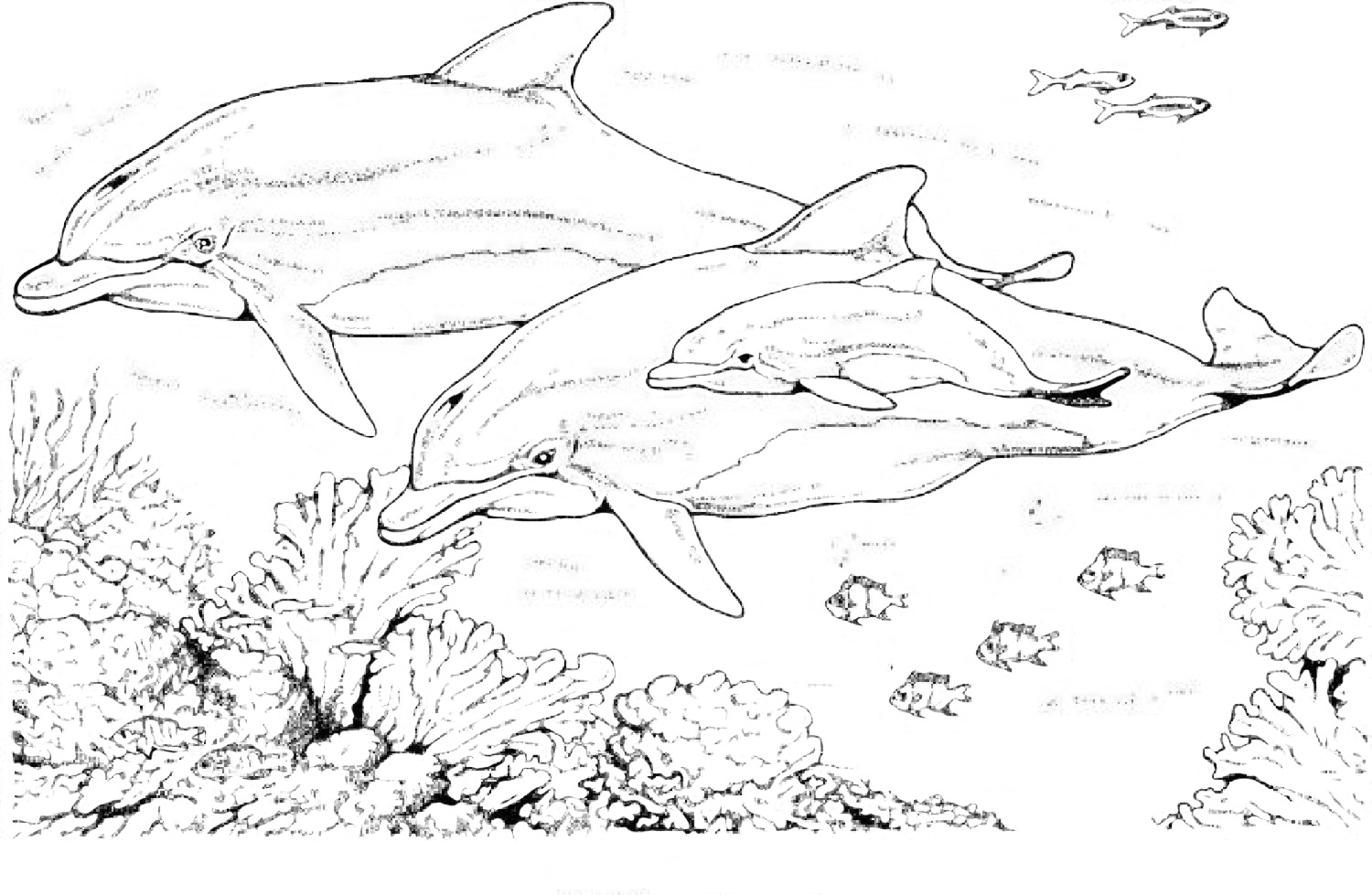 Malvorlage: Delfin (Tiere) #5107 - Kostenlose Malvorlagen zum Ausdrucken
