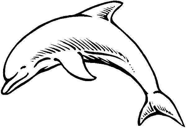 Malvorlage: Delfin (Tiere) #5120 - Kostenlose Malvorlagen zum Ausdrucken