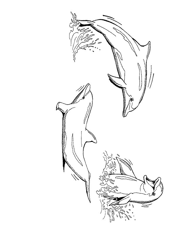 Malvorlage: Delfin (Tiere) #5215 - Kostenlose Malvorlagen zum Ausdrucken