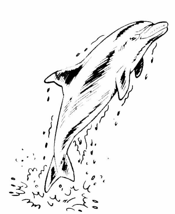 Malvorlage: Delfin (Tiere) #5246 - Kostenlose Malvorlagen zum Ausdrucken