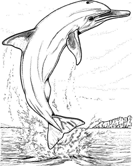 Malvorlage: Delfin (Tiere) #5247 - Kostenlose Malvorlagen zum Ausdrucken