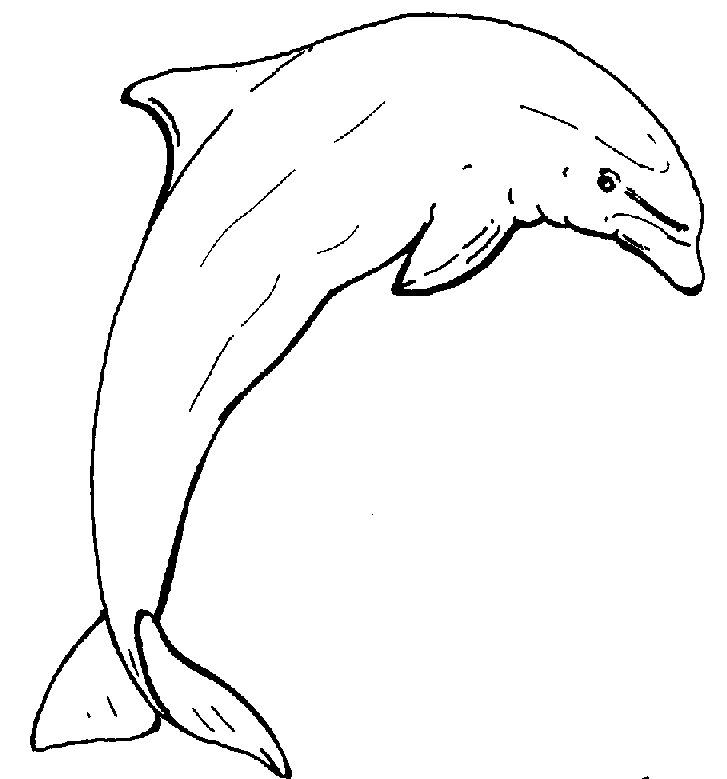 Malvorlage: Delfin (Tiere) #5272 - Kostenlose Malvorlagen zum Ausdrucken