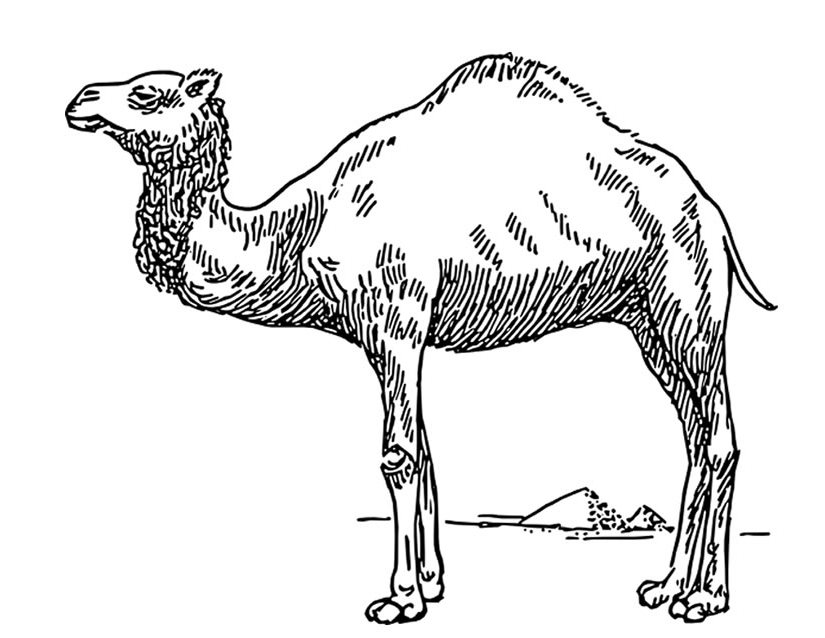 Malvorlage: Dromedar (Tiere) #5908 - Kostenlose Malvorlagen zum Ausdrucken
