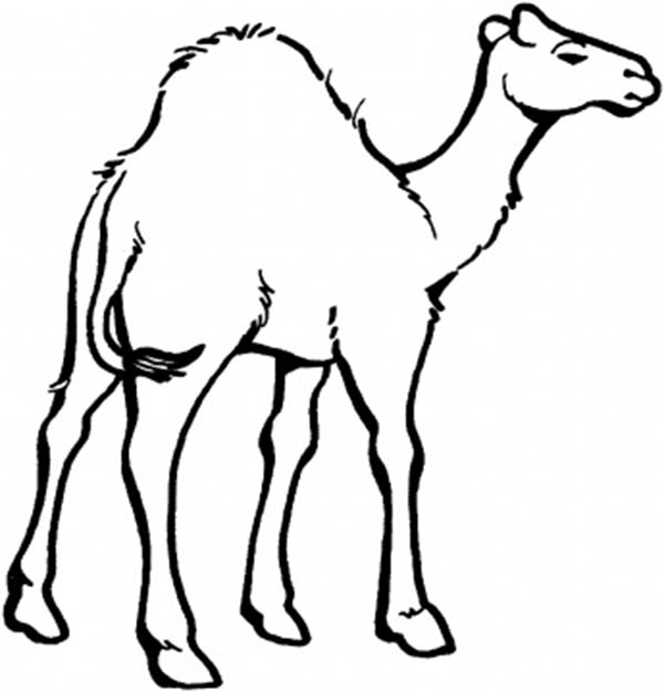 Malvorlage: Dromedar (Tiere) #5935 - Kostenlose Malvorlagen zum Ausdrucken