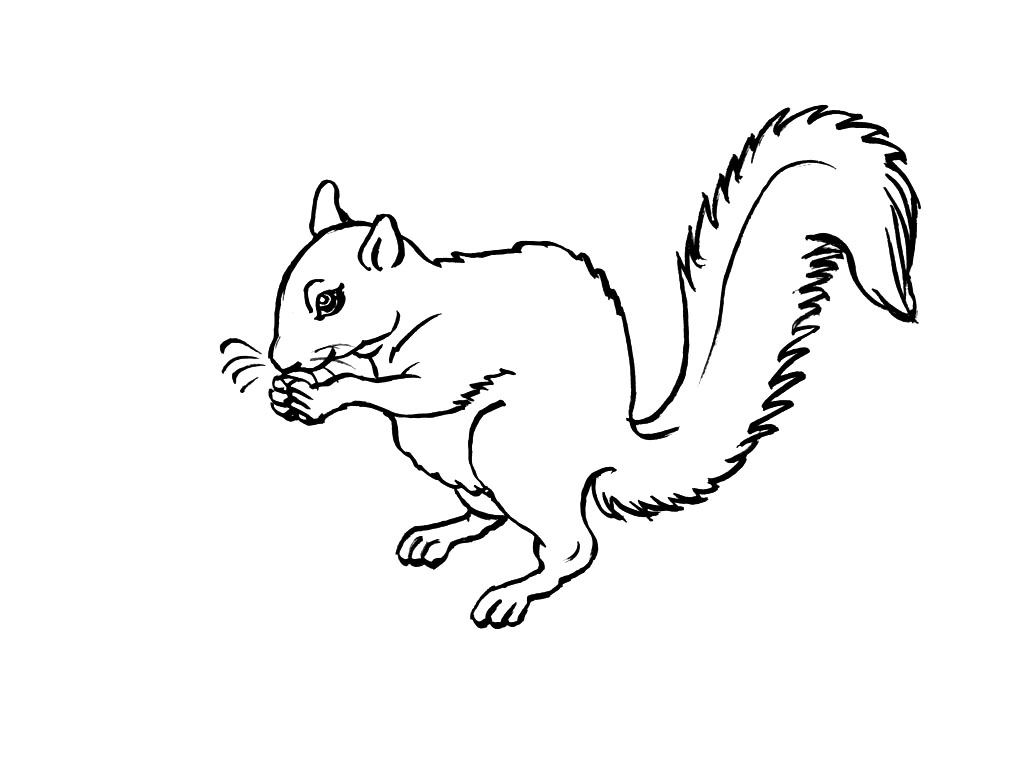 Malvorlage: Eichhörnchen (Tiere) #6103 - Kostenlose Malvorlagen zum Ausdrucken