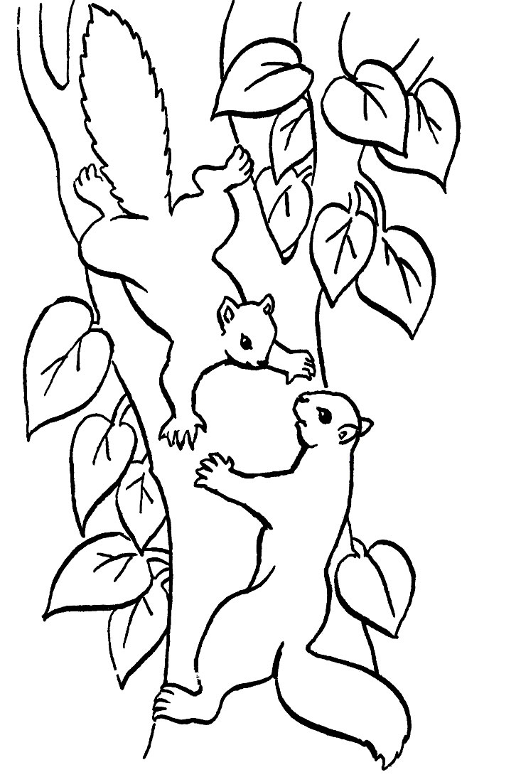 Malvorlage: Eichhörnchen (Tiere) #6104 - Kostenlose Malvorlagen zum Ausdrucken