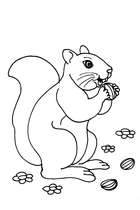 Malvorlage: Eichhörnchen (Tiere) #6106 - Kostenlose Malvorlagen zum Ausdrucken