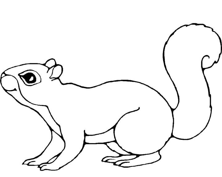 Malvorlage: Eichhörnchen (Tiere) #6113 - Kostenlose Malvorlagen zum Ausdrucken
